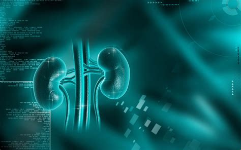 Kidney Background