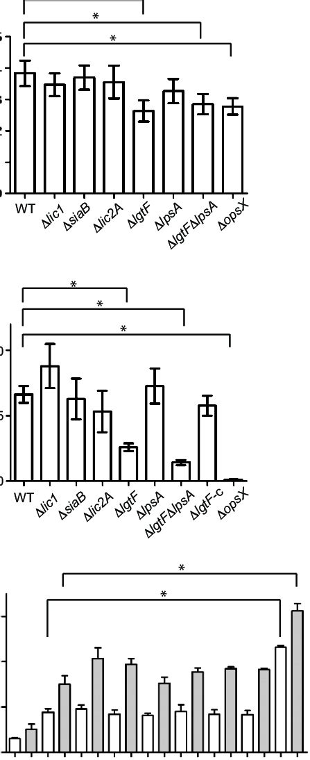 Infection Of A549 Epithelial Cells By NTHi Strains With Serial LOS