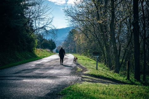 Woman Walking Dog Road Forest Royalty Free Photo