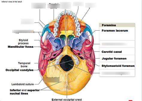 Inferior View Of The Skull Diagram Quizlet