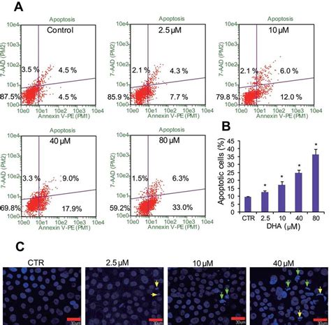 Effect Of DHA On Induction Of Apoptosis In BxPc3 RFP Cells A After