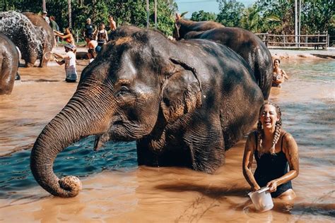 Best Things To Do In Phuket Green Elephant Sanctuary Park Little