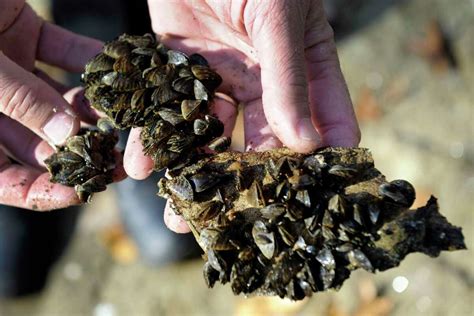 Invasive Zebra Mussel Found For First Time In Candlewood Lake