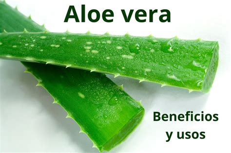 Descubre Los Increíbles Beneficios Del Aloe Vera Para Tu Salud