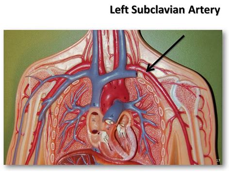 Internal Carotid Anatomy