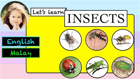 Insects Flash Cards In English And Malay Kad Imbas Serangga Dalam