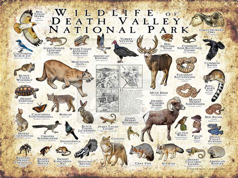 Wildlife of the Death Valley National Park Poster print