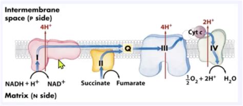 Electron Transport Chain Flashcards Quizlet