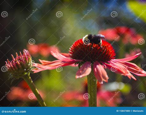 A Bumble Bee And Pink Daisies Stock Photo Image Of Flora Bloom