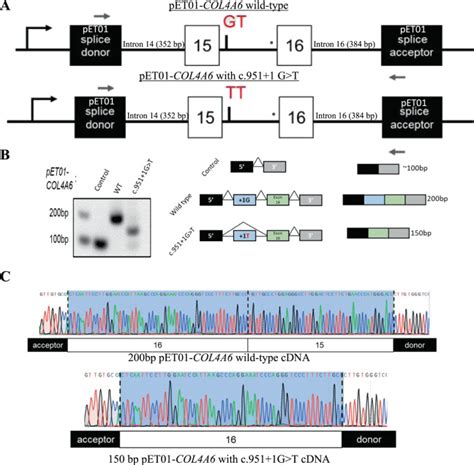confirmation  cola variants   linked nonsyndromic hearing loss