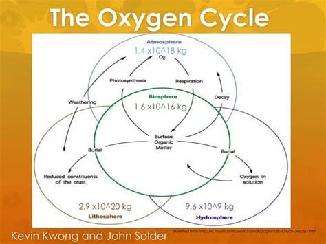 Diagram Of Oxygen Cycle