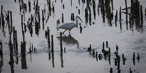 La renaturalización del río Manzanares Fotos Noticias de Madrid