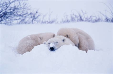 Polar bear sleeping in snow, George Lepp | Posters, Art Prints, Wall ...