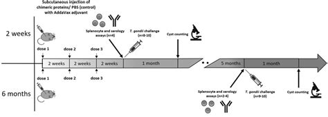 Mouse Immunization And Challenge Protocol Download Scientific Diagram