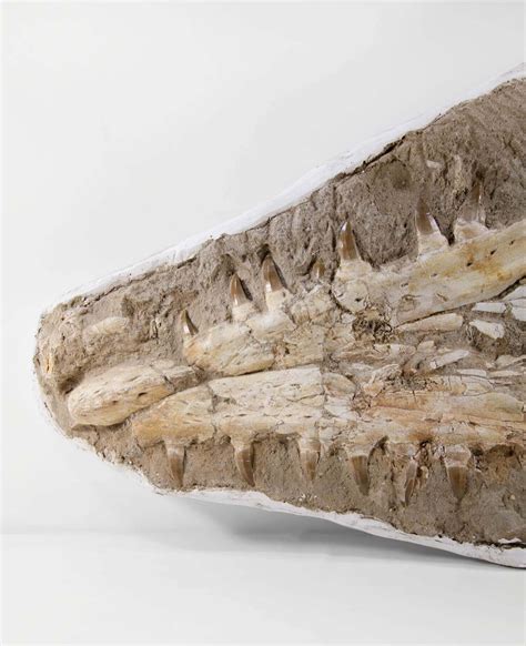 Rare Mosasaurus Fossils For Sale | THE FOSSIL STORE