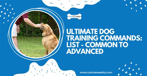 What Are The 7 Basic Commands For Dogs