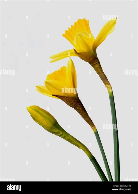 Flower Opening Sequence Hi Res Stock Photography And Images Alamy