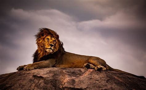 Why Are Lions Called the King of the Jungle? (+ Vital Facts)