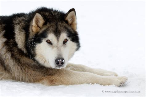 Malamute The Alaskan Malamute Is The Eskimo Sled Dog Of Th Flickr