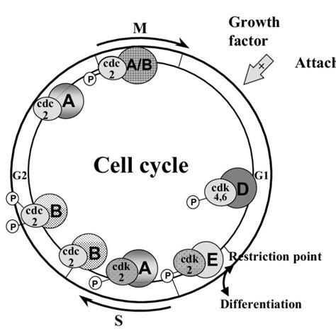 Overview Of The Cell Cycle Of Mammalian Cells The Mammalian Cell Cycle