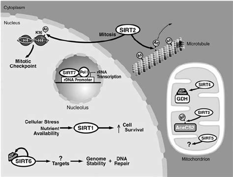 Cellular Localization Enzymatic Activities And Targets Of The Download Scientific Diagram