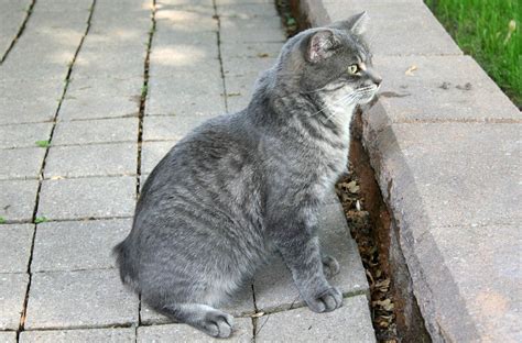 Manx Syndrome in Tailless Cats - Cat-World