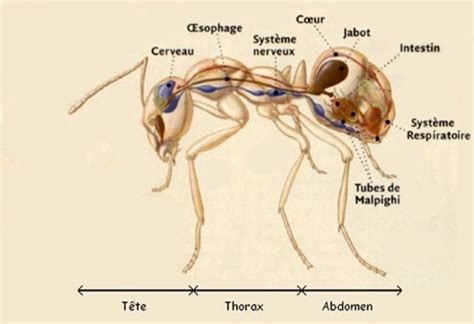 Ant Anatomy Diagram