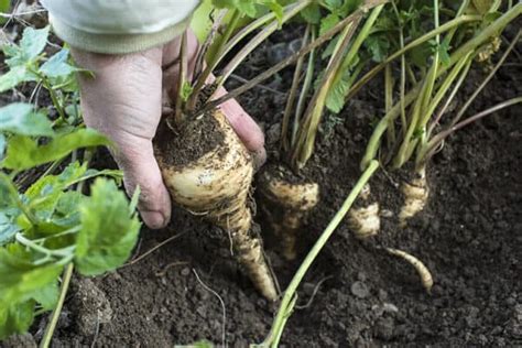 37 Juglone Resistant Plants That Can Grow Near Black Walnut Trees