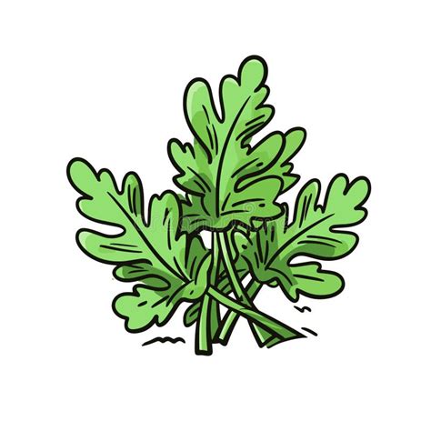 Arugula Hand Drawn Illustration Arugula Vector Doodle Style Cartoon