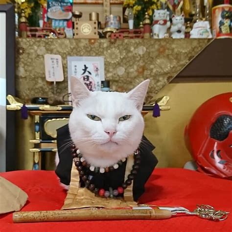 There Is A Japanese Cat Shrine, And Its Monks Are Adorable