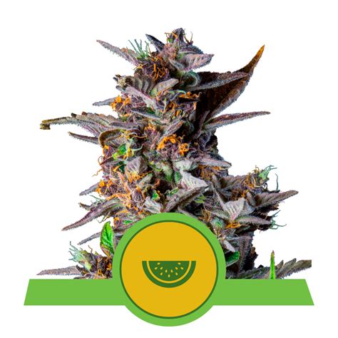 Autoflower Seeds For Sale Autoflower Cannabis Seeds Buy Autoflower