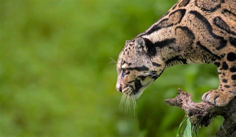 Liste Rouge Des Animaux En Voie De Disparition Animaux Touch S