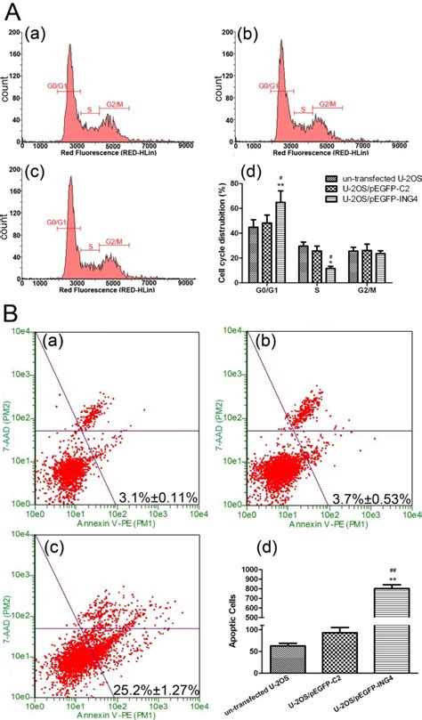 Delivery Of Inhibitor Of Growth Ing Gene Significantly Inhibits