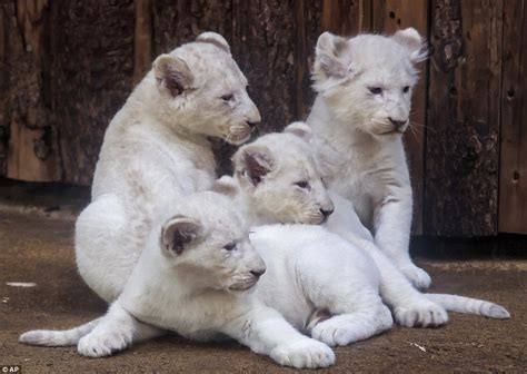 The West Awake: Photo Minute: Albino Lions