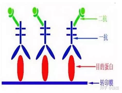 Western Blot经验大盘点，有这一篇就够了 知乎