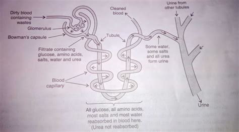 Structure Of Nephron Class 10 Diagram