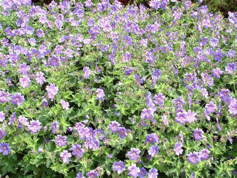 Geranium Pratense Geraniaceae Image At Phytoimages Siu Edu