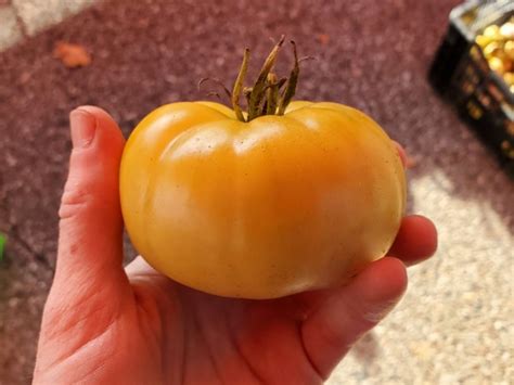 Tomato White Tomesol Seeds Certified Organic Garden Hoard