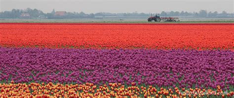 Flower fields of the Netherlands - Tulips in Holland