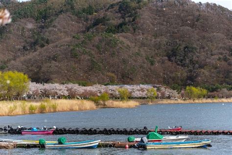 Premium Photo | Fujikawaguchiko cherry blossoms festival view of full bloom pink cherry trees at ...