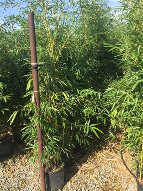 Phyllostachys Vivax Aureocaulis Zauberbambus 150 175 Cm Im 20 Liter