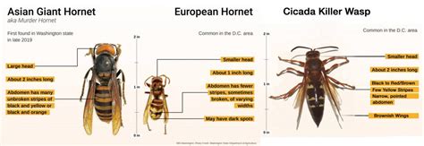 Murder Hornet Size Chart