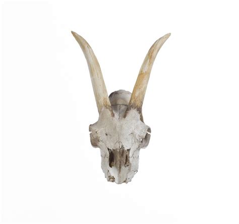 Premium Photo Skull With Goat Horns Isolated On White Background