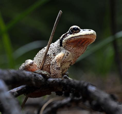 Sierran Tree Frog From Siskiyou County Shasta Trinity National Forest