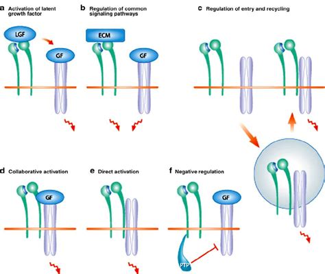 Various Forms Of Collaboration Between Integrins Green And Growth