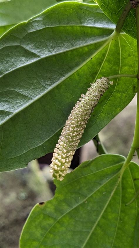 Australian Pepper Vine From Mount Keira NSW 2500 Australia On August