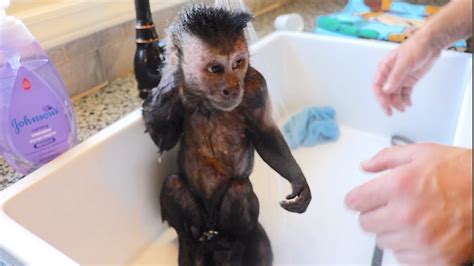 Monkey Bath Time! - YouTube