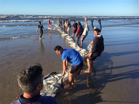 V Deo Pescadores Capturam Toneladas De Tainha Em Praia Do Sul De Sc