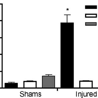 Blood Brain Barrier Permeability As Assessed By Evans Blue Penetration