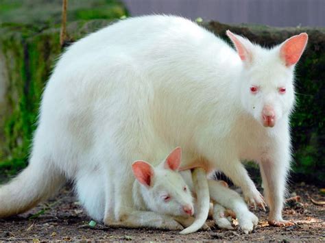 23 Albino Animals So Stunning You Will Literally Gasp